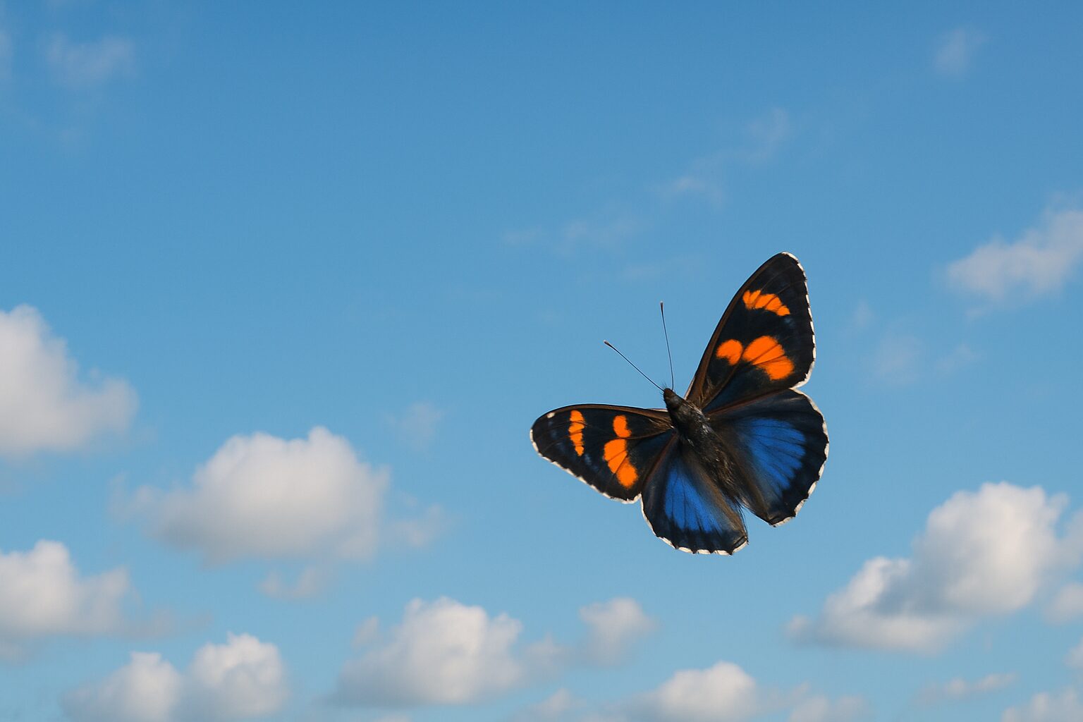butterfly-Spiritual